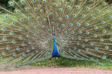 Peacock