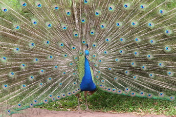 Obraz premium Peacock