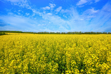 Obraz premium Beautiful flowering rapeseed field under the blue, cloudless sky on a clear spring day.