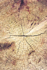 Photo macro cut of a trunk of a coniferous rhegyjuj tree close-up under a background or inscription