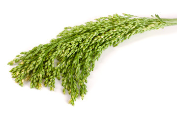 Green raw millet isolated on white background