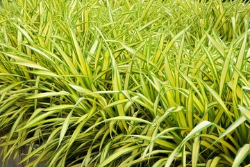 Pandanus baptistii Screw Palm in tropical garden