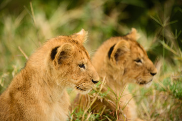 Obraz na płótnie Canvas Wild lion cub siblings in the savannah