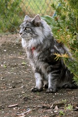Naklejka na ściany i meble Maine coon cat in the garden