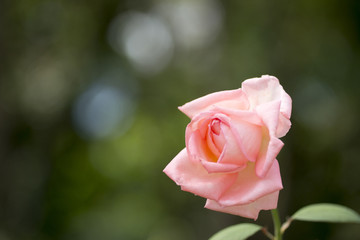 薔薇の花