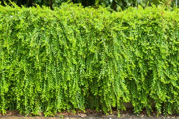 Phyllanthus myrtifolius