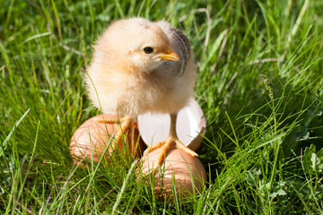 baby chicken with broken eggshell and eggs in the green grass