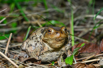 Erdkröte in der Wiese