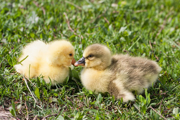 Two little domestic gosling in green grass