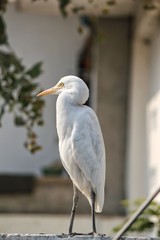 A white crane sitting on a fence with greenery in the background