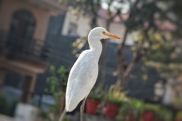 A white crane sitting on a fence with greenery in the background