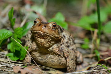 Erdkröte in der Wiese