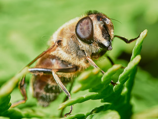 Bee sitting on a branch of juniper