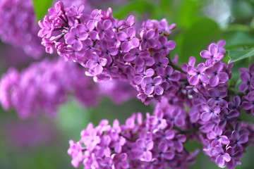 Purple lilac. Texture background with copy space