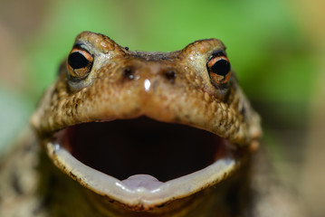 Erdkröte in der Wiese