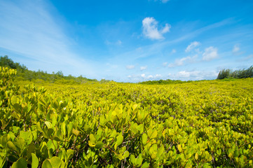 On the top of mangrove leaf are gold color from reflection of sun light.