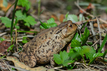 Erdkröte in der Wiese