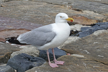 Silbermöwe auf Norderney