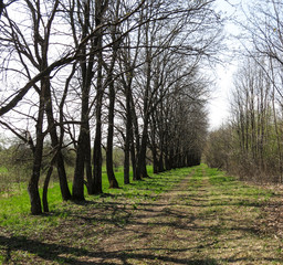 Старая дорога в лесу