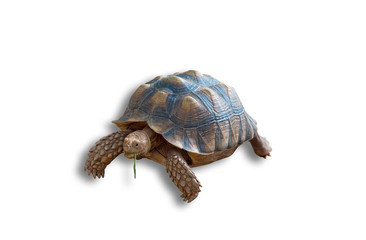Sulcata tortoise, African spurred tortoise isolated on white background(clipping path)