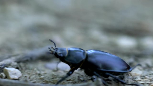Stag beetle - (4K)