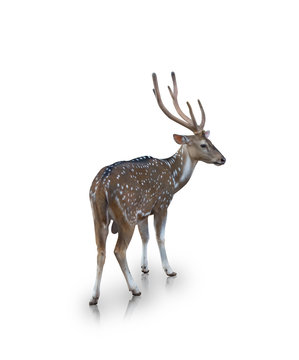 The chital or spotted deer isolated on white background(clipping path)