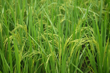 Fototapeta na wymiar rice in the ricefield in thailand