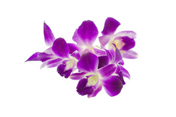 Obraz na płótnie Canvas Purple orchid isolated on white