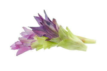 Purple siam tulip flowers isolated on white background