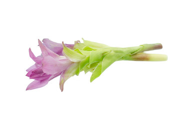 Purple siam tulip flowers isolated on white background