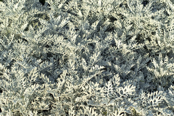 background of white leaves of silver ragwort (Senecio cineraria)
