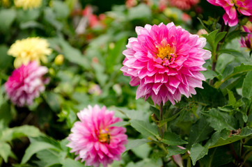 Fototapeta premium Close up The Beautiful Pink Chrysanthemum flowers by Taken at Doi Inthanon National Park, Chiang Mai, Thailand.
