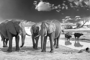 Elephants in monochrome on the plains in Hwange 