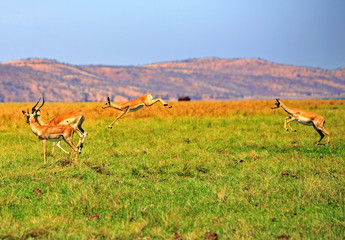 Naklejka na ściany i meble Impala jumping and prnacing across the lush plains on the shoreline of lake kariba, zimbabwe