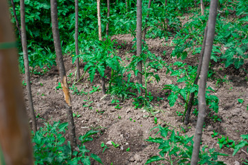 Cow pea plants growing in backyard garden under the sun