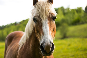 Fototapeta premium Haflinger