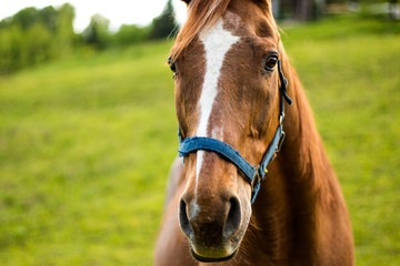 Haflinger