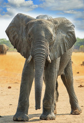 Fototapeta na wymiar Full Framed large African Elephant standing on the plains in Hwange, Zimbabwe