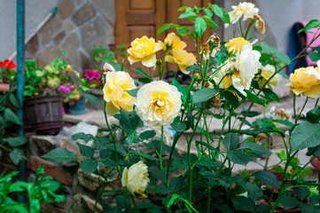 colorful blossom in garden