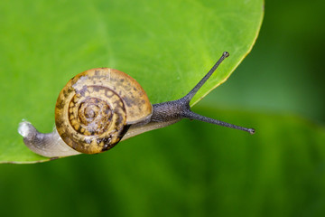 Image of snail on a green leaf. Reptile Animal.