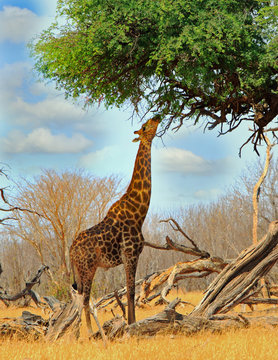 Giraffe reaching to the top of an acacia tree feeding on fresh leaves, Hwange