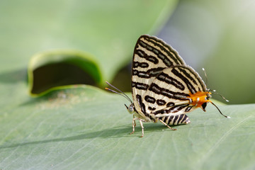 Image of Club Silverline Butterfly(Cigaritis syama) on a green leaf. Insect Animal