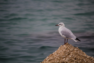 seagull on a rock