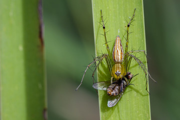 Image of oxyopidae spider going to eat fly on green leaves. Insect Animal (Java Lynx Spider / Oxyopes cf. Javanus)