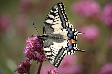 Le grand porte queue
