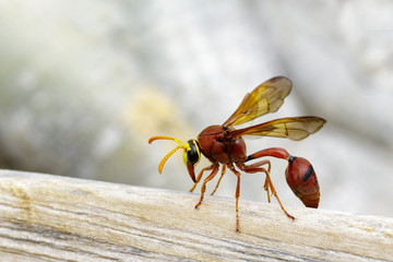 Image of potter wasp (Delta sp, Eumeninae) on dry timber. Insect Animal