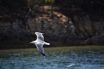 Möve im Flug