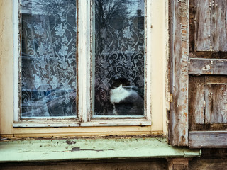 A black and white cat sits on the window sill and looks out the window