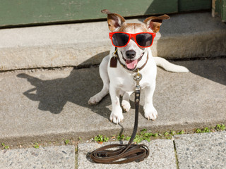 dog   with leash waits for a walk