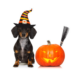 halloween  ghost  dog trick or treat